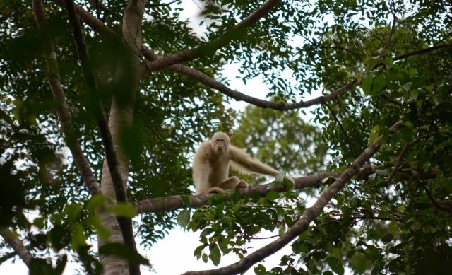 20181222124515 melihat kehidupan alba orangutan albino usai dilepas ke alam liar hutan kalimantan 002 debby restu utomo